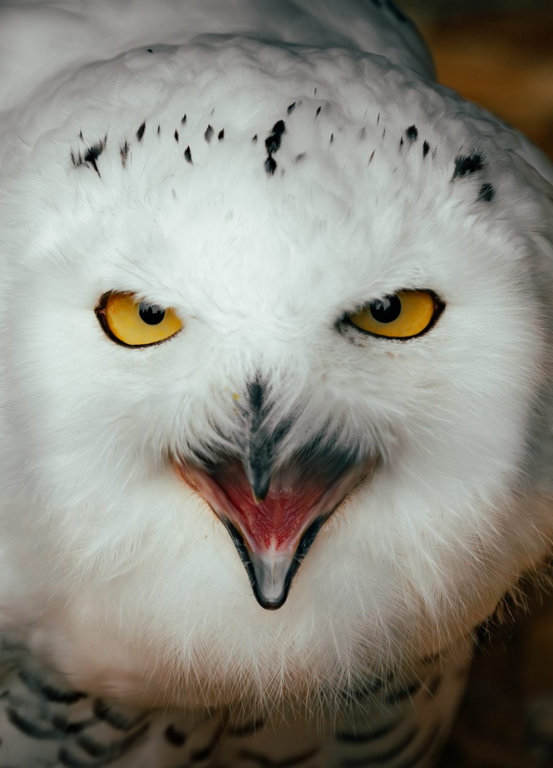 Animal_-10