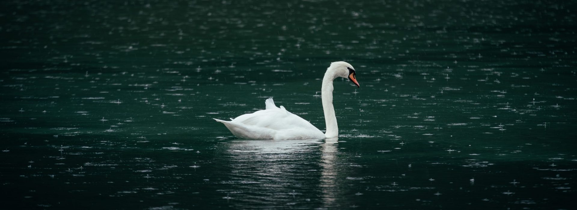 Animal_-11
