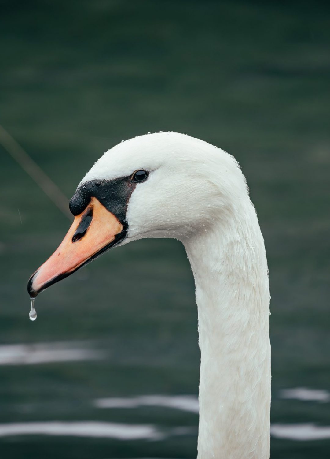 Animal_-12