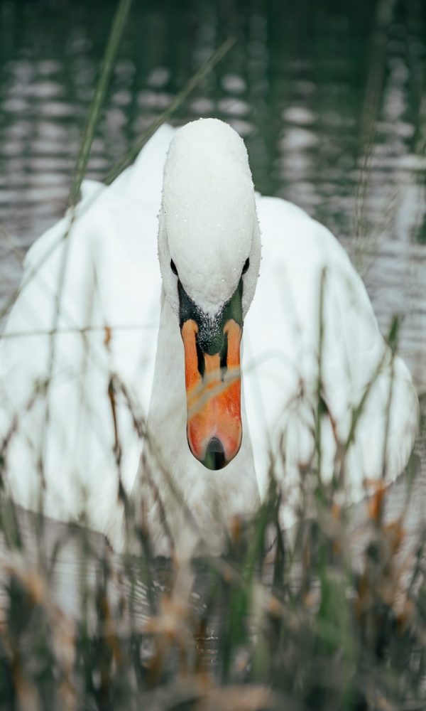 Animal_-13