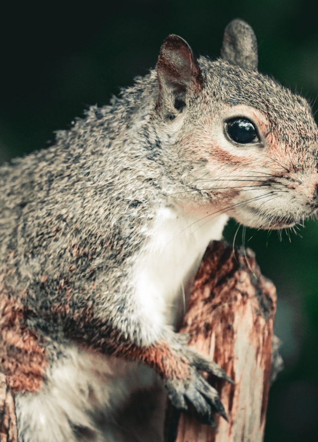 Animal_